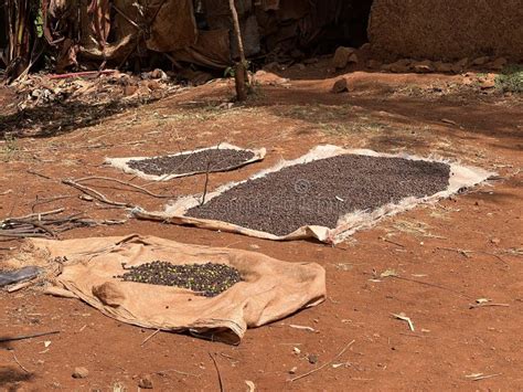  Experiencias de la Agricultura Etíope: Una Sinfonía Rústica en Papel