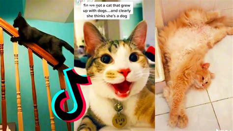 How to Get Your Music on TikTok and Why Cats Love It More Than Dogs