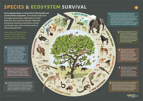 ¿Naturaleza y Sociedad: Explorando las Relaciones Ecosistémicas en la Malasia Contemporánea? Un Vistazo Profundo a la Obra Maestra de un Académica Malaya