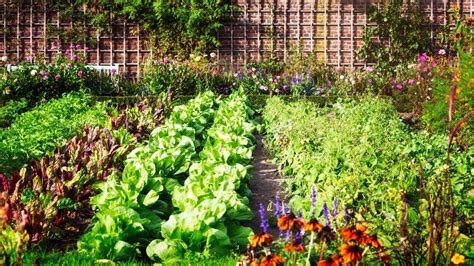  ¿Qué Plantas Cultivar?: Una Sinfonía Vegetal en las Páginas de un Clásico Colombiano